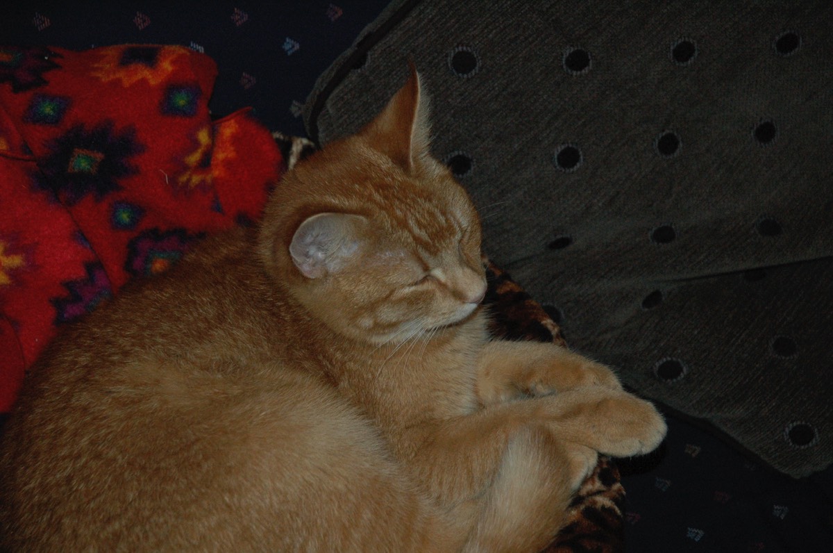 katt dröm utveckling självutveckling dröm