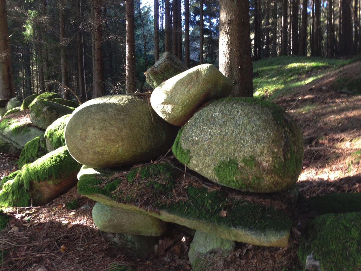 Naturvandring naturen skogen träd skog skogsbad