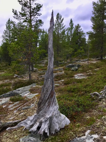 Nature Självkännedom självutveckling drömmandets natus Ambres verktygen inre seende drömkurser kurslokal