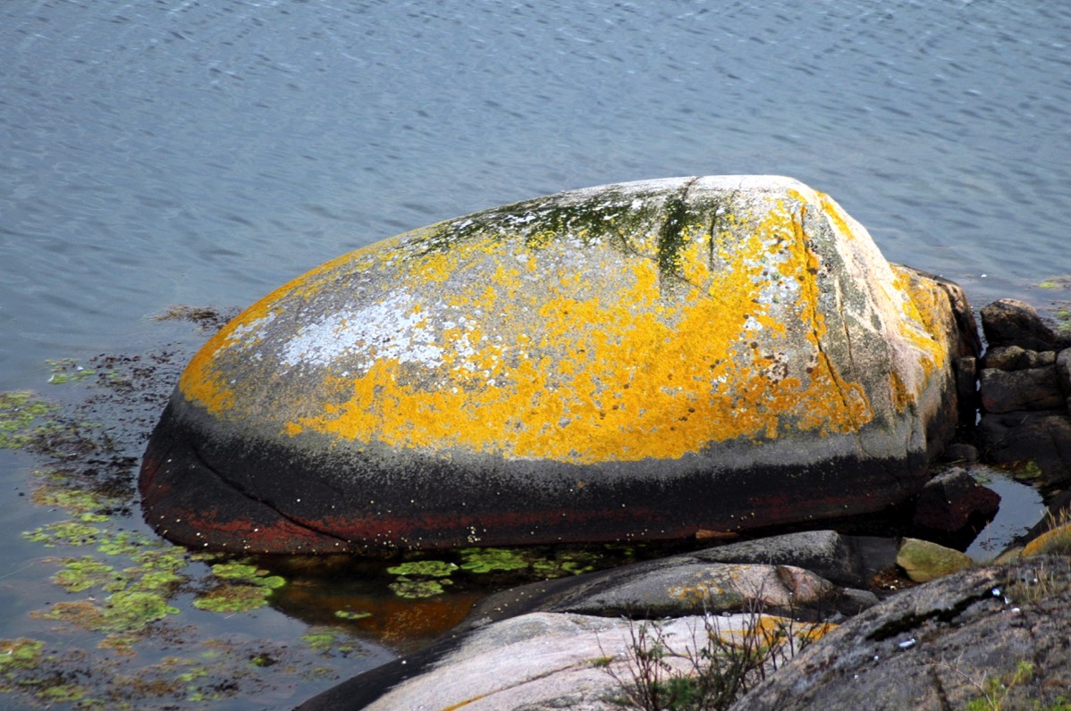 naturandar trädandar vattenandar