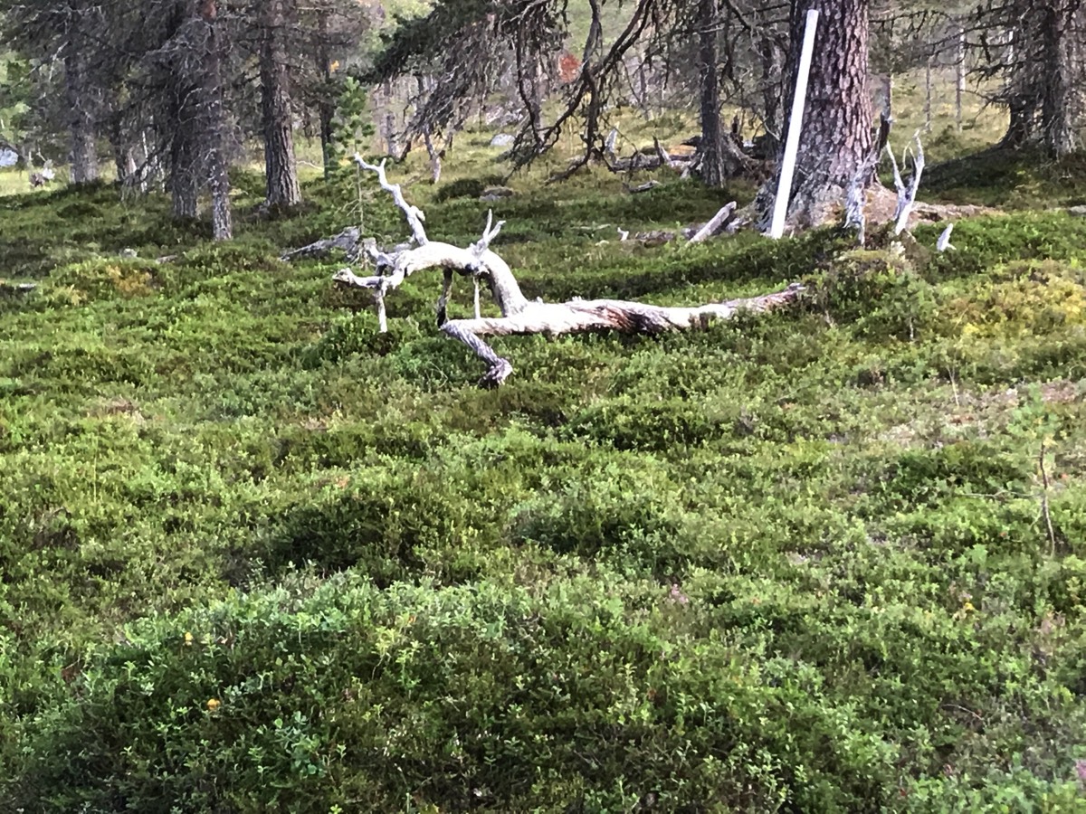 mossa troll skog power nature